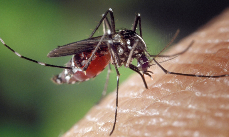 Omisiones en tiempos de epidemia