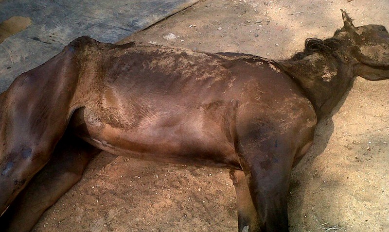 Hambre (segunda parte)