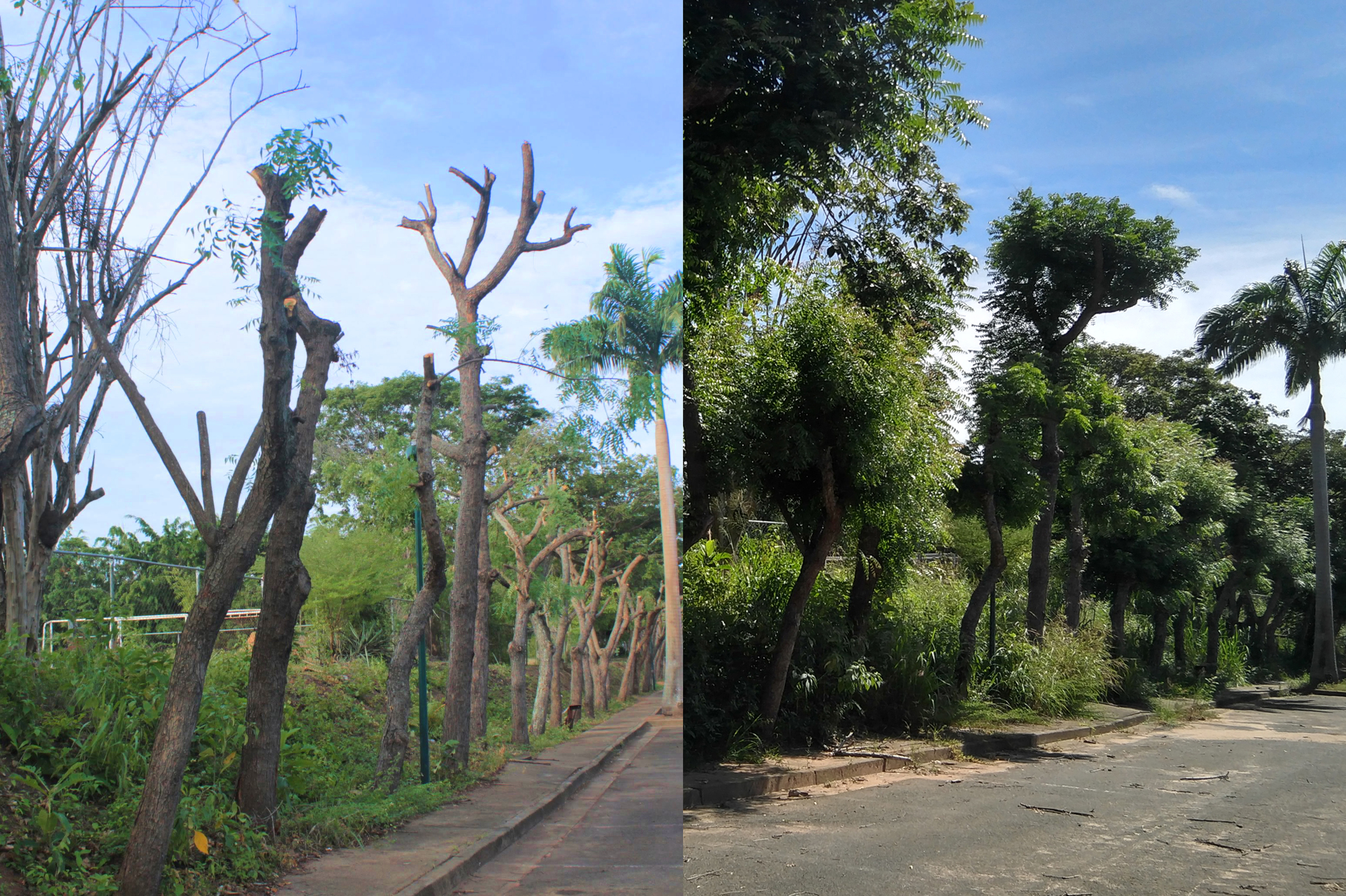 Poda fitosanitaria resulta exitosa en el campus de la UCAB Guayana