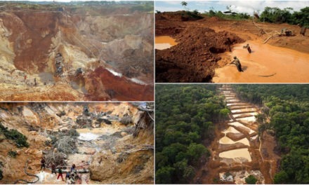 Seis datos que hay que saber sobre la situación de los bosques y el agua en Venezuela