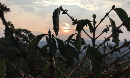 #CrónicasPAZando2022: Donde el dinero sí crece en los árboles